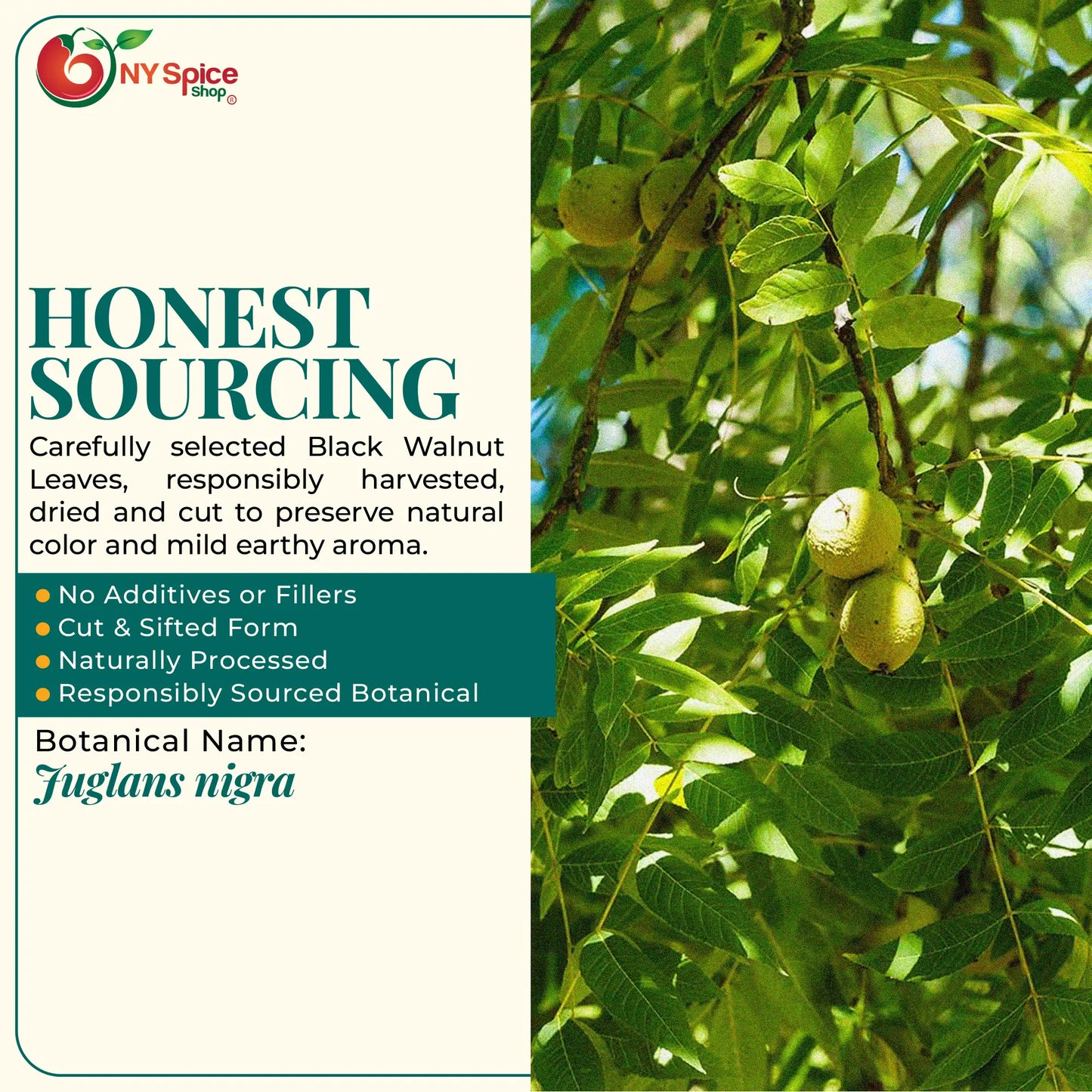 Black Walnut Leaf - C/S