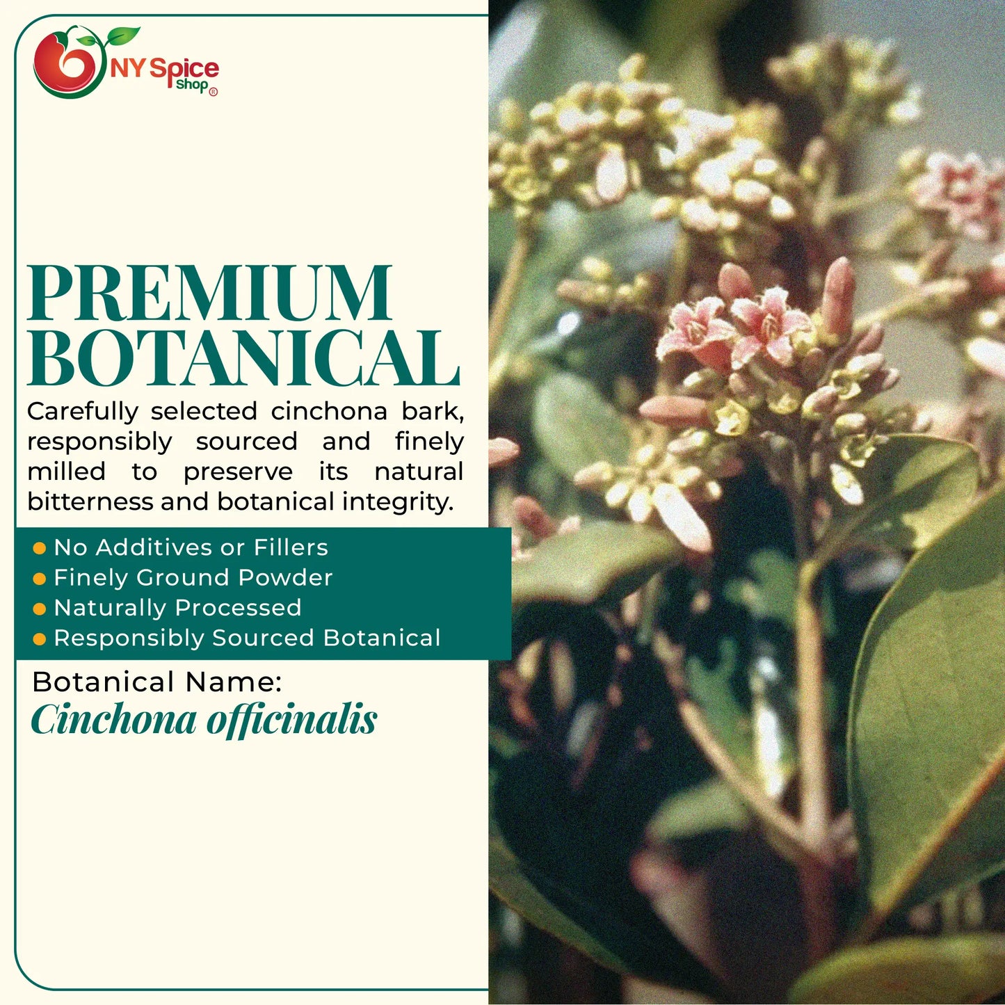 Cinchona Bark Powder - NY Spice Shop