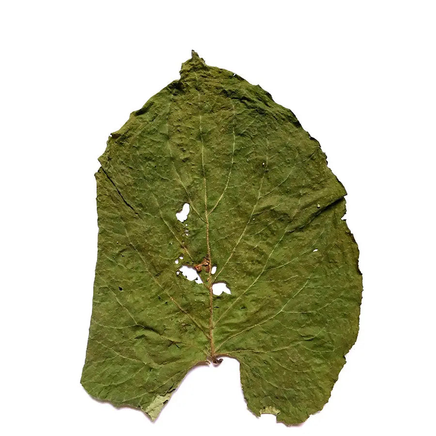 Hoja_Santa_Leaves_-_Pepper_Leaf- NY_Spice_Shop