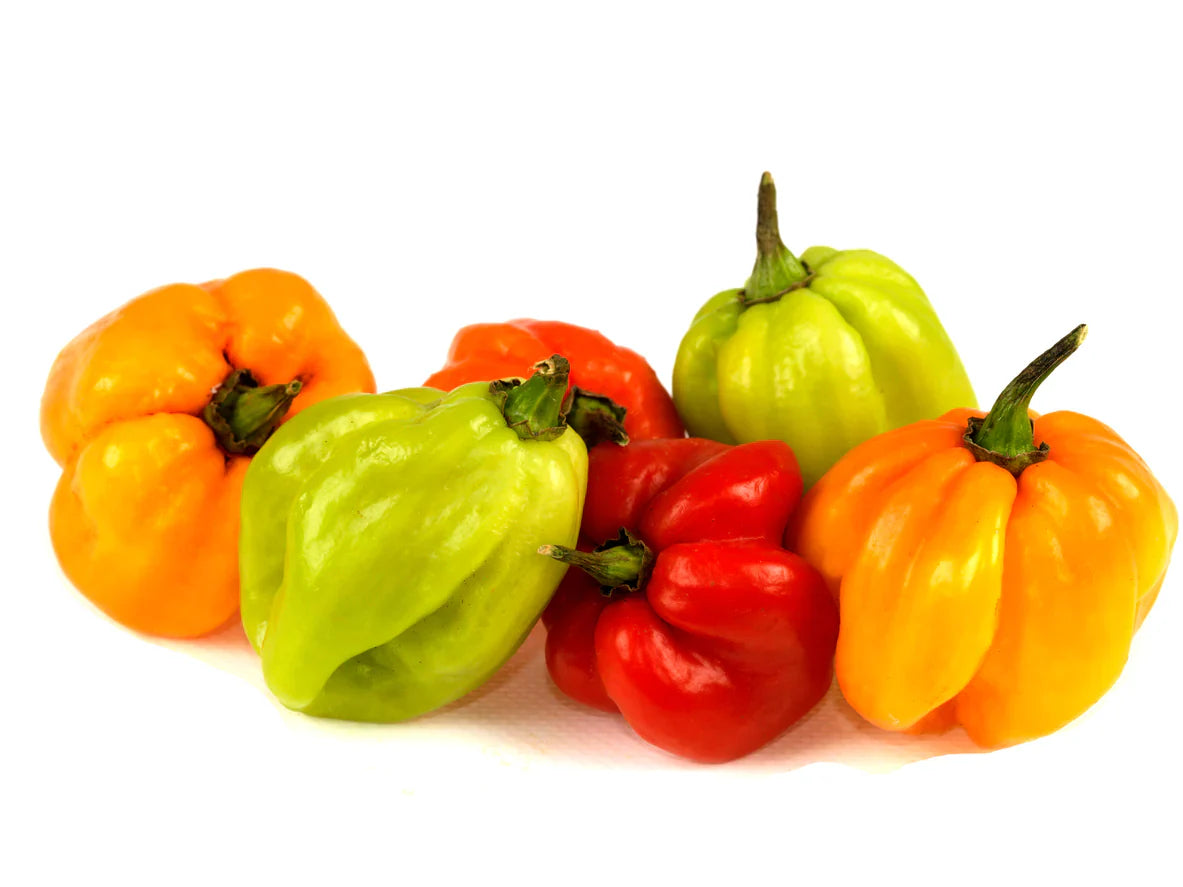 Scotch Bonnet Peppers - NY Spice Shop