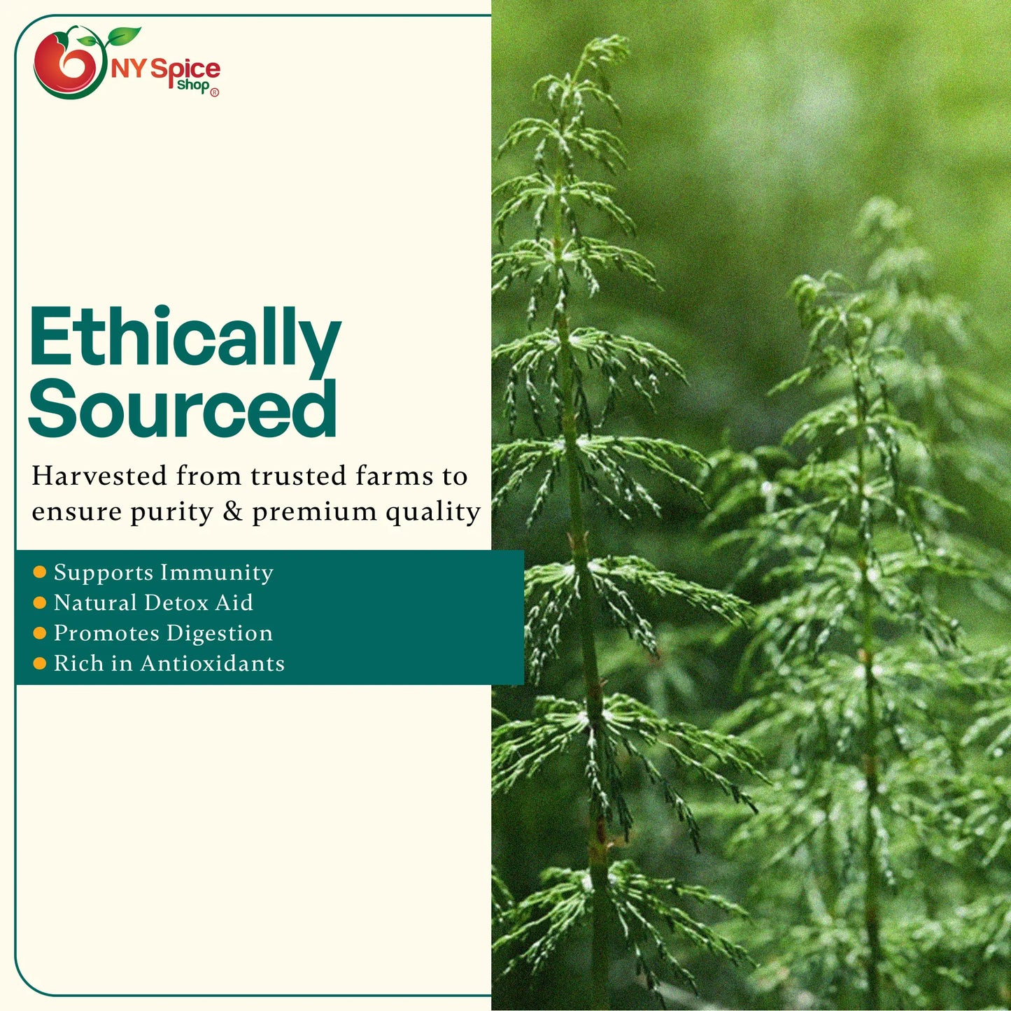 Horsetail (Shavegrass) - NY Spice Shop