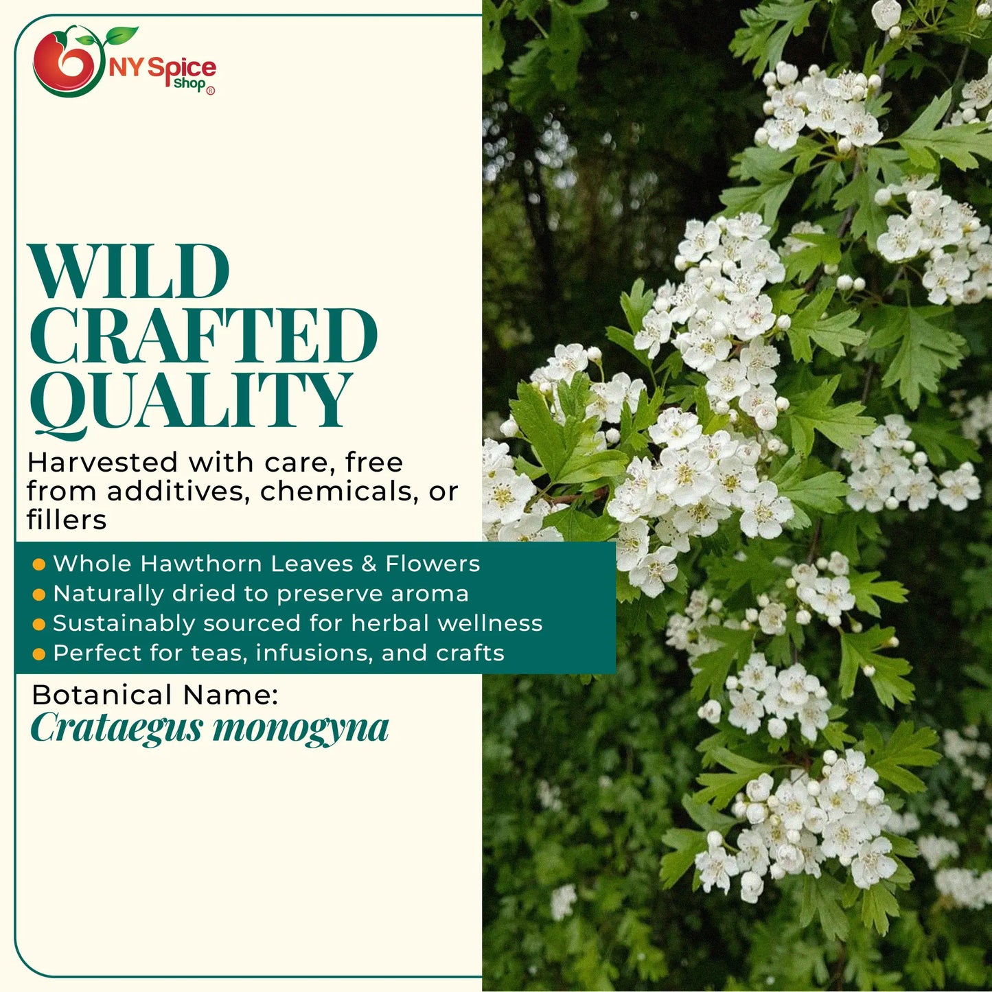 Hawthorn Leaf & Flower - Wild Crafted - NY Spice Shop