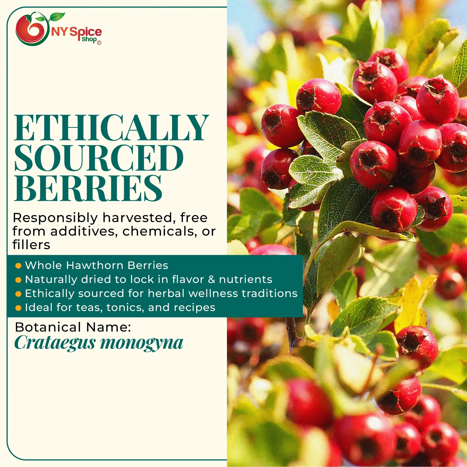 Hawthorn Berry - NY Spice Shop