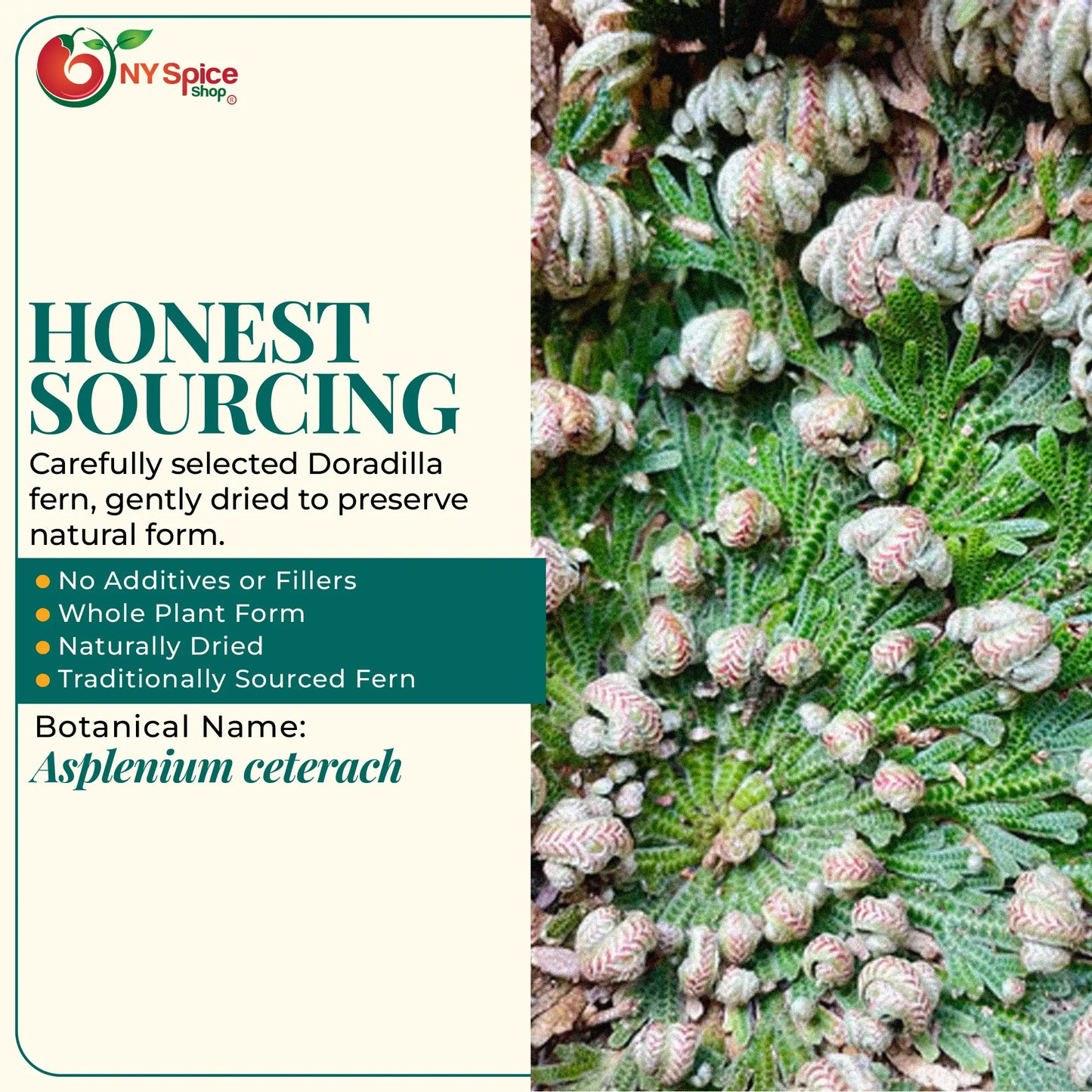 Doradilla - NY Spice Shop