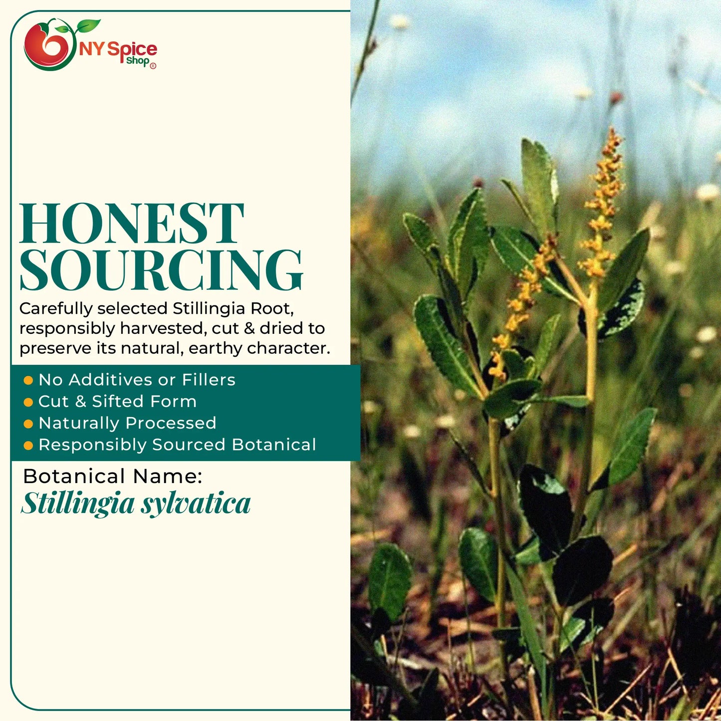 Stillingia Root - NY Spice Shop