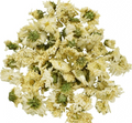 Chrysanthemum Flowers Whole