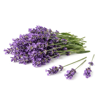 Fresh Lavender Edible Flowers