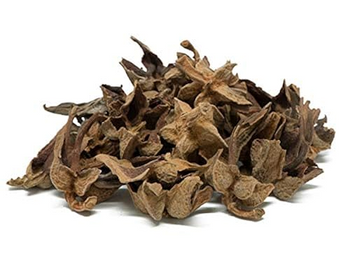 Flor de Manita (Chiranthodendron pentadactylon)