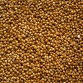 Kodo Millet (Bajra)