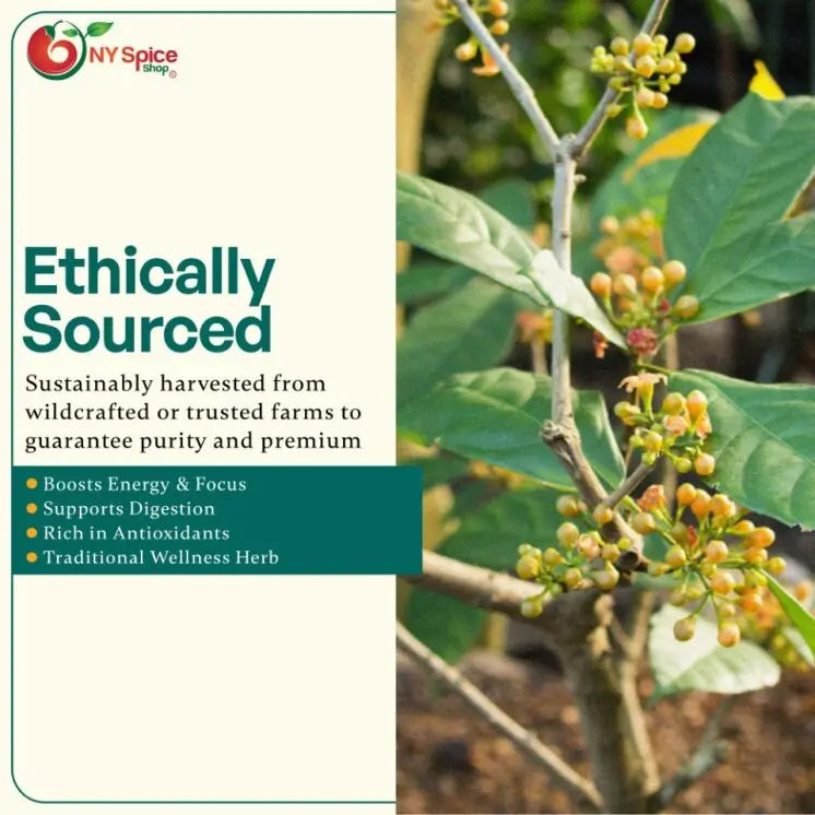 Bissy Cola Nut Powder - NY Spice Shop