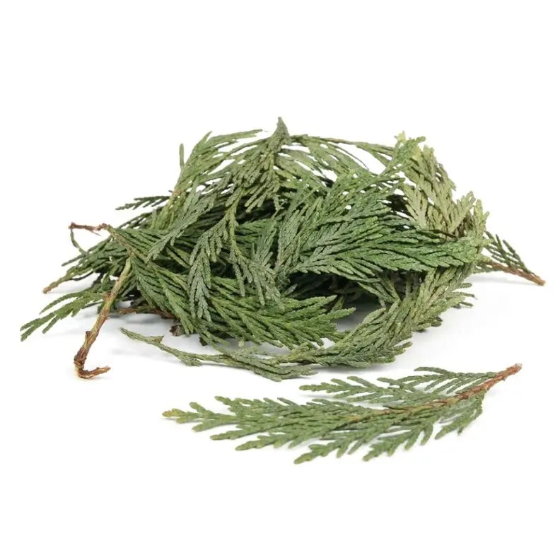 Cedar Leaf - Whole - NY Spice Shop