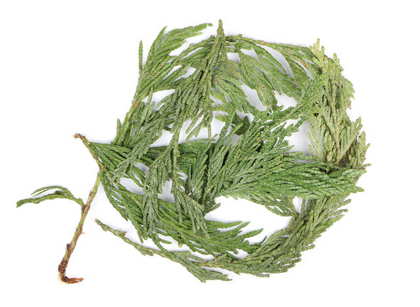 thumbnail image 2 of 6 Ounces Of Dried & Sifted Cedar Leaf – Hand-Harvested From East Arizona 2 of 4