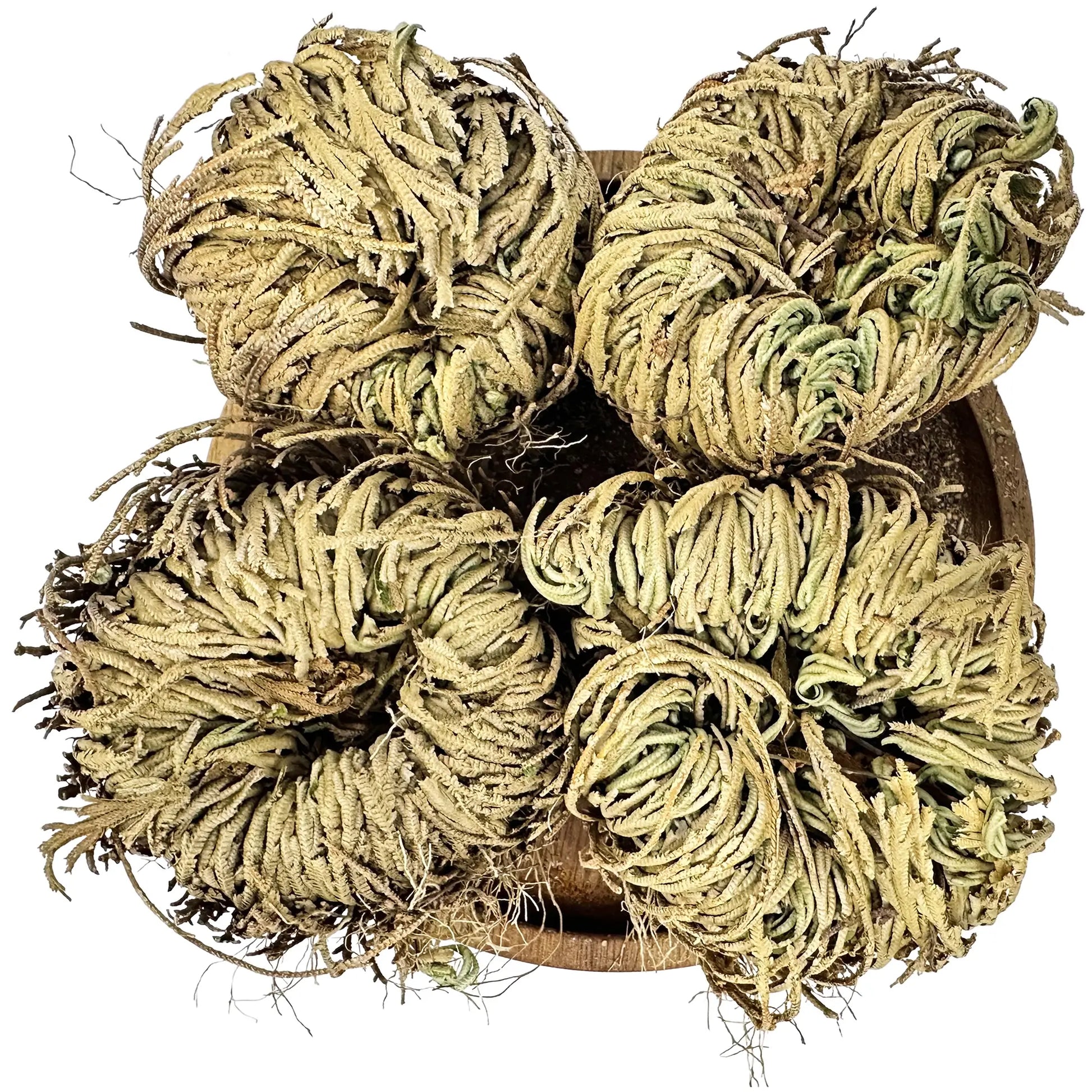 Doradilla - NY Spice Shop