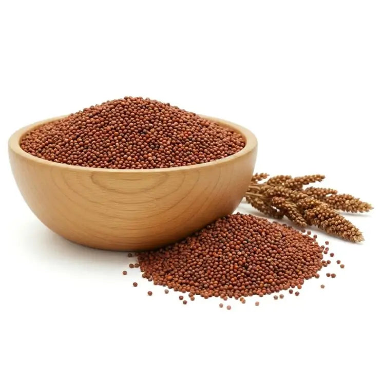 Finger Millet, Ragi - ( Eleusine coracana )