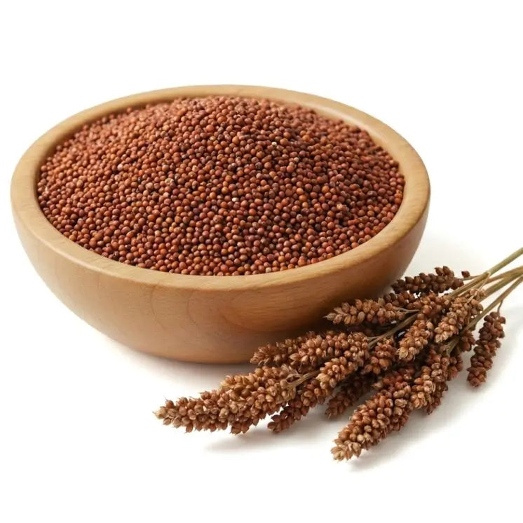 Finger Millet, Ragi - ( Eleusine coracana )
