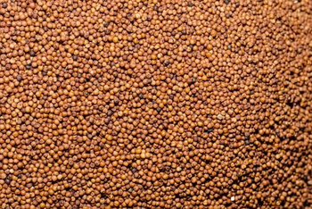 Finger Millet, Ragi - ( Eleusine coracana )