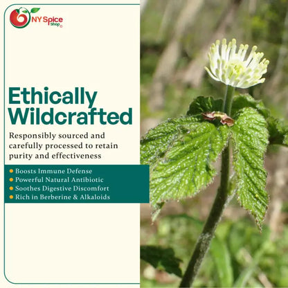 Goldenseal Root - Cut & Sifted - NY Spice Shop