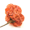 Dried Scotch Bonnet Pepper