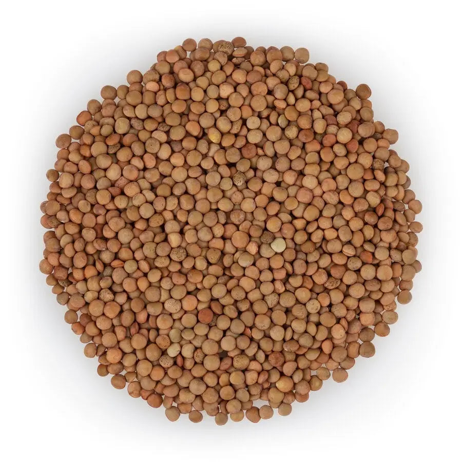 Brown Lentil (Whole Red) - NY Spice Shop 