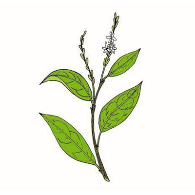 GuineaHenWeed - NY Spice Shop