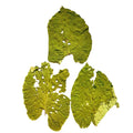 Hoja Santa - PepperLeaf