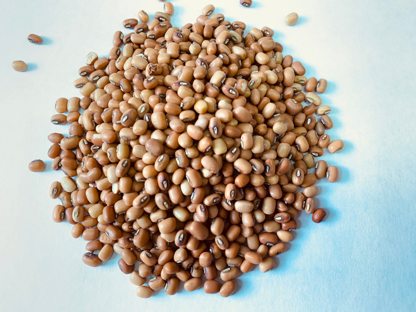 Red Chori - Red Mung Beans - NY Spice Shop