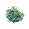 Irish Sea Moss (Green) - St. Lucia - NY Spice Shop