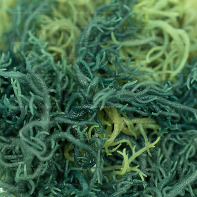 Irish Sea Moss (Green) - St. Lucia - NY Spice Shop