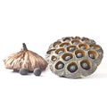 Lotus Seeds - Kamal Kakdi