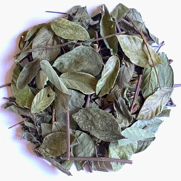 Strong Back Herb -Jamaican Herb - NY Spice Shop - Buy Online