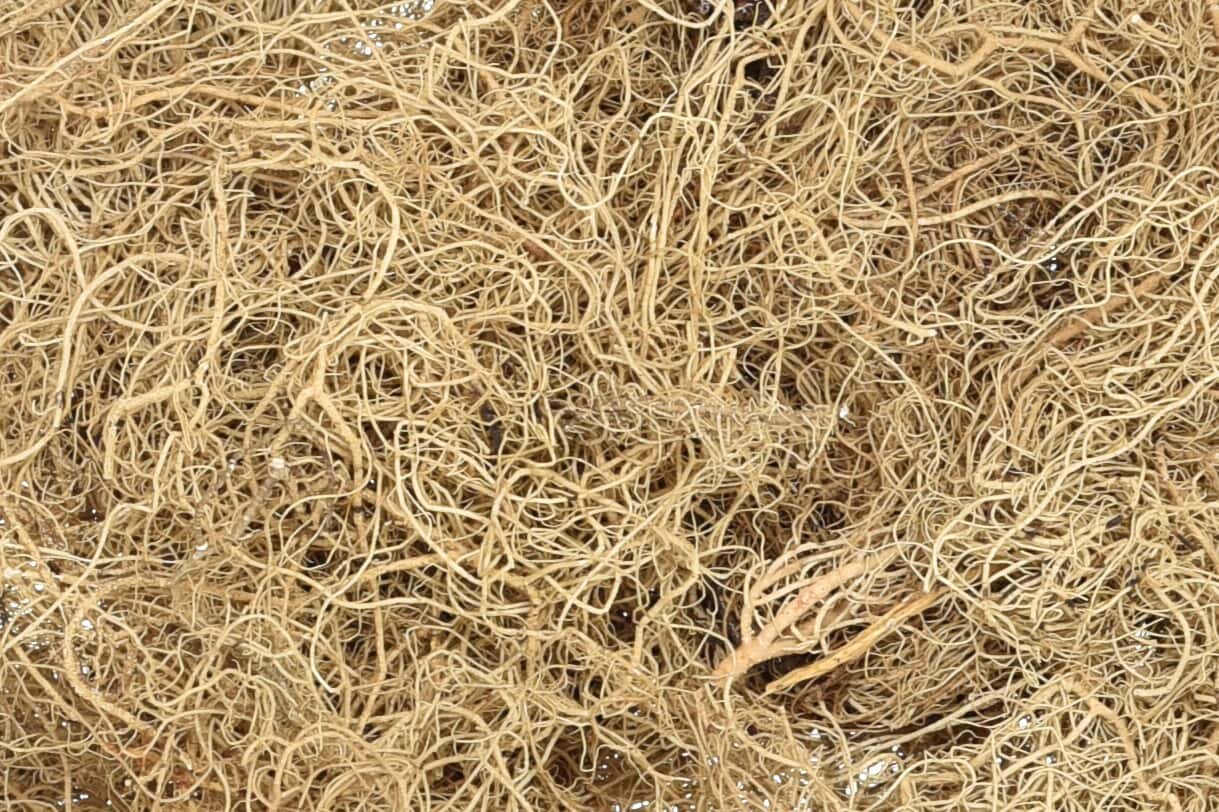 Usnea Lichen Whole, Wild Crafted - NY Spice Shop