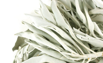 Whole White Sage - Wild Crafted - NY Spice Shop 